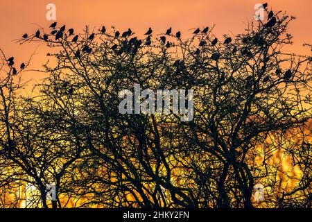Silhouette di un gregge di stelle in inverno, con un albero senza fronzolo proprio come una bella alba si spacca sui Yorkshire Wolds, Regno Unito. Orizzontale. Foto Stock