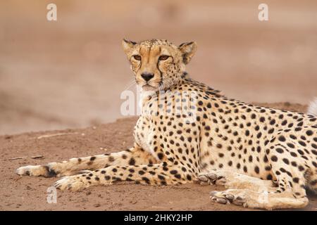 Ghepardo (Acinonyx jubatus) che riposa. Mashatu Game Reserve, Botswana Foto Stock