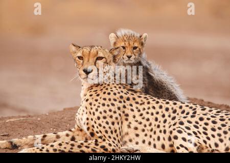 Ghepardo (Acinonyx jubatus) che riposa. Mashatu Game Reserve, Botswana Foto Stock