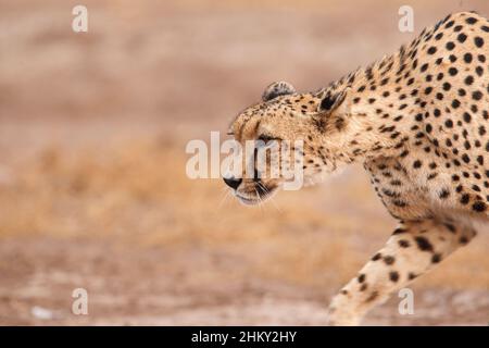 Ghepardo (Acinonyx jubatus) che riposa. Mashatu Game Reserve, Botswana Foto Stock