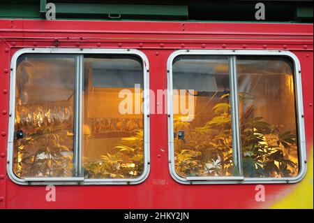 Vienna, Austria. 03 maggio 2014. Sfilata di cannabis a Vienna Foto Stock