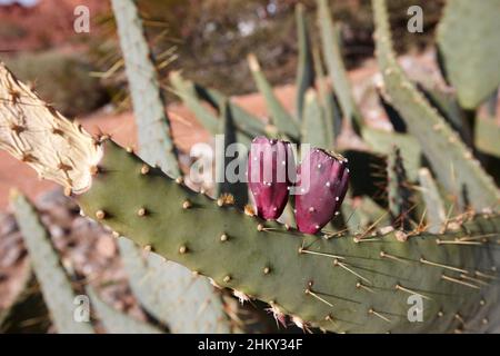 piccola opuntia porpora prickly pera frutta coltivazione cactus pianta valle del parco statale del fuoco nevada usa Foto Stock