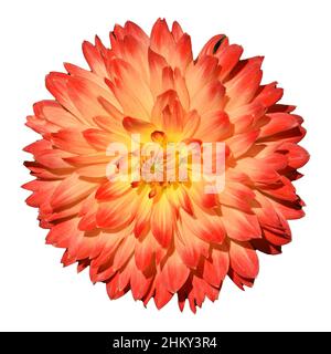 Dekorative Dahlien, auch Schmuckdahlie genannt, sind wunderschoene Sommerblumen. I dahlias decorativi, anche conosciuti come dahlias ornamentali, sono s belli Foto Stock