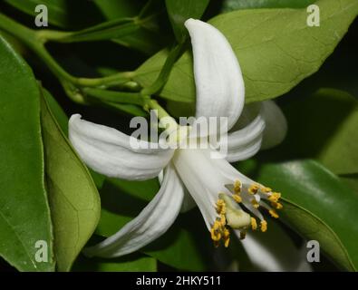 Arancione, Citrus sinensis, ist eine exotische Frucht die auch getrocknet als Duftgeber verwendet wird. Arancione, Citrus sinensis, è un frutto esotico che Foto Stock