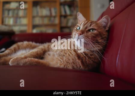 Ritratto di Red Tabby Cat appoggiato sul divano nel soggiorno. Carino zenzero animale domestico con occhi verdi all'interno. Foto Stock