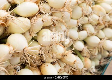 teste lavate di fattoria di cipolle Foto Stock