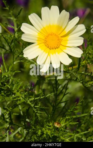 Fiore di ghirlanda crisantemo Glebionis coronaria. Valleseco. Gran Canaria. Isole Canarie. Spagna. Foto Stock