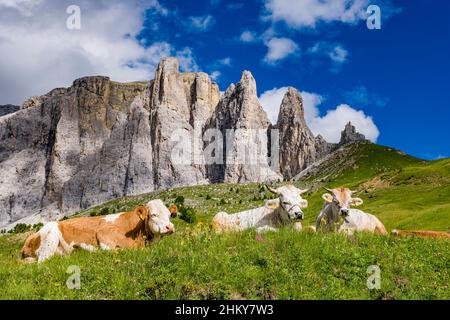 I vitelli si pascolo su un pascolo al Passo del Sella, le Torri del Sella, quattro cime del gruppo del Sella, in lontananza. Foto Stock