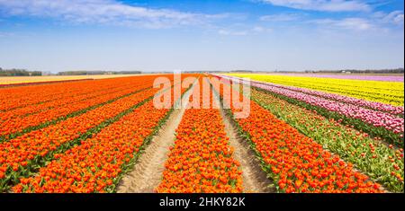 Panorama di un campo di tulipani arancioni a Noordoostpolder, Paesi Bassi Foto Stock