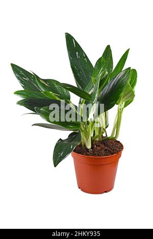 Pianta tropicale 'Monstera Standleyana' con foglie variagate bianche su sfondo bianco Foto Stock