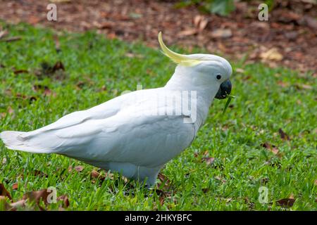 Sydney Australia, cockatoo con crepe di zolfo sul prato del giardino Foto Stock