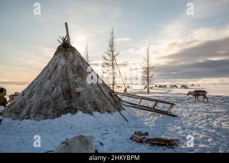 Un Chum Nenet (tenda coperta di pelli di renne) in un paesaggio di tundra bianco neve. Okrug autonomo Yamalo-Nenets, Russia Foto Stock