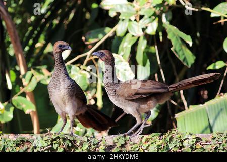 Due Chachalaca brasiliana orientale (Ortalis araucuan), appartenenti alla stessa famiglia, arroccato sopra un muro Foto Stock