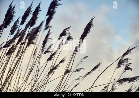 Canne di stagno che soffiano nel vento Foto Stock