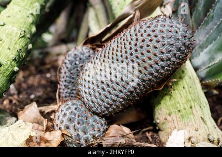 Seme di Pandanus reflexus è spesso indicato come una palma su palafitte in un giardino di farmacia di Mosca Foto Stock