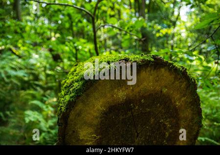 Il paesaggio naturale incontaminato del Tiefental (bassa valle) lungo il fiume Pulsnitz tra Reichenau e Königsbrück in Sassonia, Germania, Europa. Foto Stock