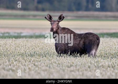 Giovani bull alci pascolare sulla wheatfield Foto Stock