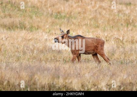 Moose calve) sul pascolo. Foto Stock