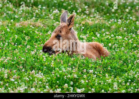 Moose polpaccio è così stanco che essa ha da fissare sulla sommità del cibo. Foto Stock