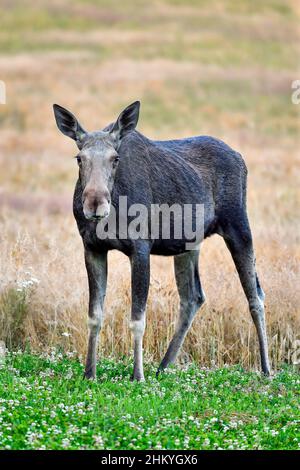 Moose mucca mom sul pascolo. Foto Stock