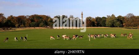 Cervi presso una delle grandi Case Palladiane d'Inghilterra, Holkham Hall nel villaggio di Holkham, Norfolk del Nord, Inghilterra; Regno Unito Foto Stock