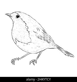 Robin Bird Line Art Logo che è matita disegnata su sfondo bianco Foto Stock