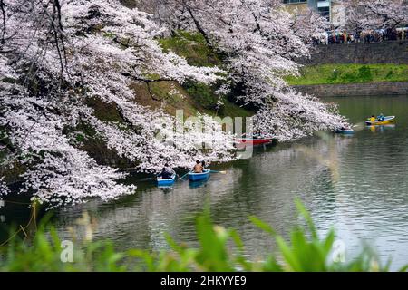 Fiori Ciliegio al Parco Chidorigafuchi in Tokyo, Giappone. Foto Stock