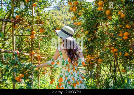 La donna graziosa raccoglie le arance dal giardino dell'arancio. Foto Stock