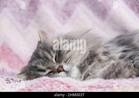 Primo piano gatto grigio soffice. Foto Stock
