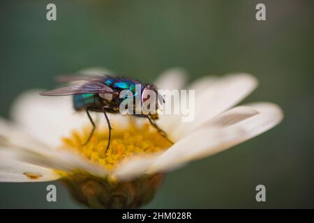 Mosca (musca domestica), mosca, diptera, muscidae in piedi su un fiore bianco e giallo. Scatto macro. Foto Stock