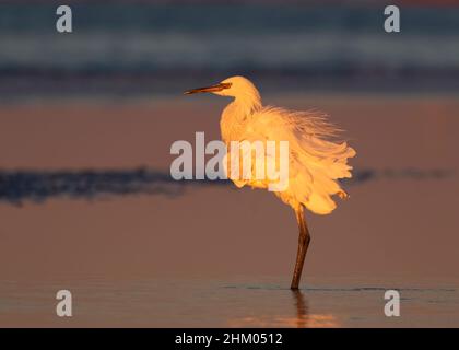 Gretta rossa bianca morph (Egretta rufescens) in morbida luce del tramonto Foto Stock