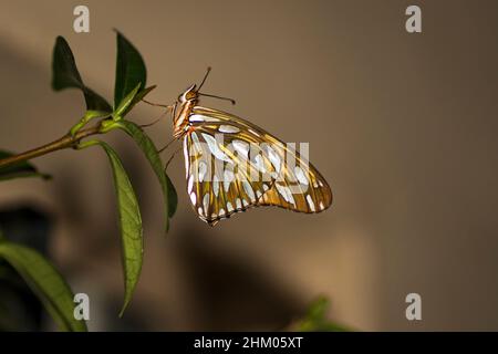 Foto a lato macro shot di farfalla chiamata farfalla specchio (Agraulis vanillae) a Buenos Aires, Argentina. Foto Stock