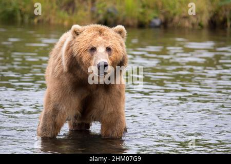 Orso marrone Kodiak Foto Stock