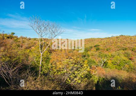 Una vista del paesaggio di caatinga all'inizio della stagione secca, colori autunnali - Oeiras, stato di Piaui, Brasile Foto Stock
