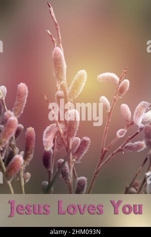 Gesù ti ama il messaggio di testo. Sfondo di Pasqua o primavera con rami di salice fioriti Foto Stock