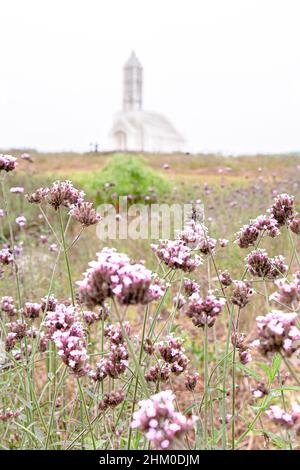 Graziosi fiori viola rosa, Purpletop Vervains (Verbena bonariensis) in primo piano, Chiesa bianca sullo sfondo, fuoco selettivo Foto Stock