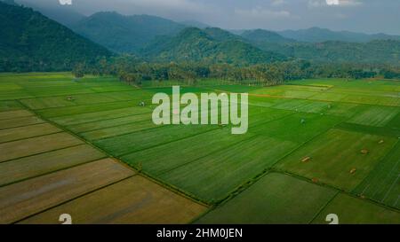 scatto aereo di campo di riso al mattino, vista collina, stagione crescente, Foto Stock