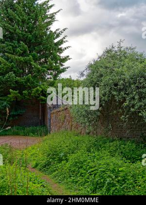 Le mura di mattoni del vecchio Nursery abbandonato e giardino murato nei boschi di Dunnottar vicino a Stonehaven in Aberdeenshire. Foto Stock