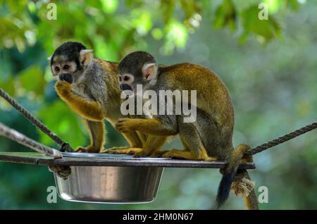 Spider Monkeys (saimiri sciureus) presso il parco naturale la Vallée Des Singes vicino a Civray, Vienne in Francia. Foto Stock