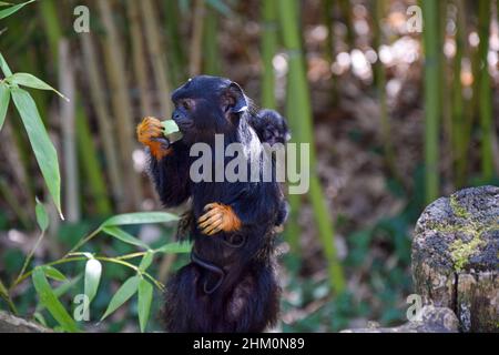 Orgoglioso padre Red-Hending (Midas) Tamarin (Saguinus midas) che porta i suoi bambini al parco naturale la Vallée Des Singes vicino a Civray, Vienne in Francia Foto Stock