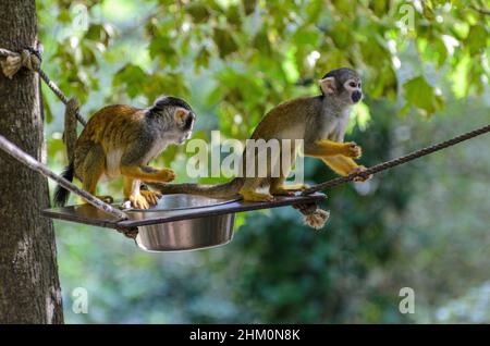 Spider Monkeys (saimiri sciureus) presso il parco naturale la Vallée Des Singes vicino a Civray, Vienne in Francia. Foto Stock