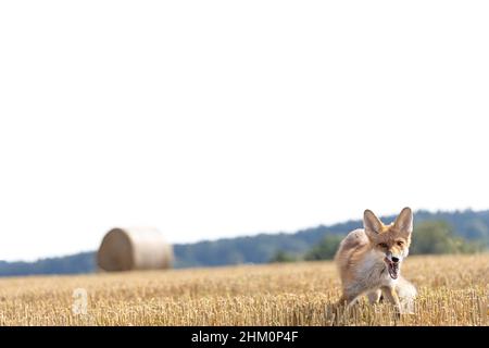 Sorridente volpe rossa è in posa nel campo giallo estate. Orizzontalmente. Foto Stock