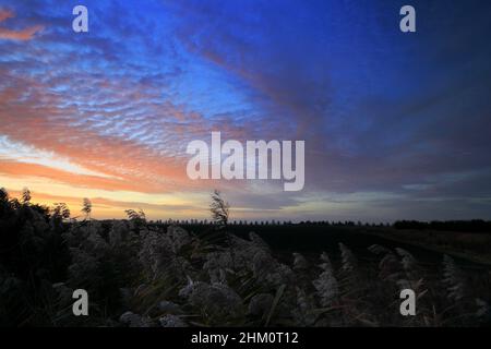 Autunno Sunrise colori su campi vicino Ely City, Cambridgeshire County, Inghilterra, Regno Unito Foto Stock