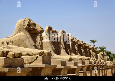 Piccolo vicolo di sfingi di pecora di fronte al tempio di Karnak. Primo piano. Il Tempio di Karnak e' un famoso punto di riferimento Egizio con geroglifici e decaduto Foto Stock