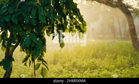 Nebbia mattina, fuoco selettivo sui rami verdi appesi. Scena mattutina invernale. Foto Stock