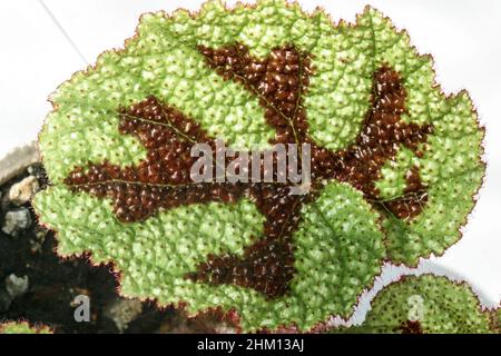 Begonia masoniana la croce di ferro pianta foglia. Foto Stock