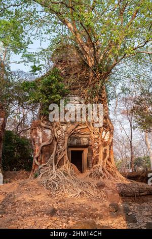 Albero tropicale avvolge le sue radici intorno alle rovine di un antico tempio cambogiano. Una delle cinque torri del tempio di Prasat PRAM. Koh Ker, Siem Reap Provin Foto Stock