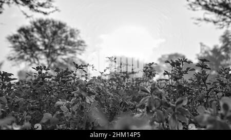 Pianta di erba medica o Medicago sativa isolato su sfondo bianco. Scatto in bianco e nero. Foto Stock