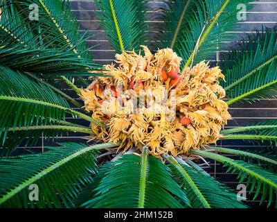 Fiori e semi di un albero femminile di palma di Sago o Cycas revoluta a Nerja dovrebbe venire con un avvertimento di salute in quanto sono velenosi per cani e umani Foto Stock