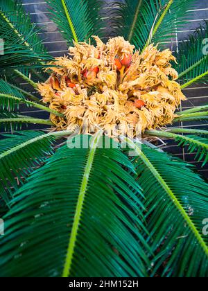 Fiori e semi di un albero femminile di palma di Sago o Cycas revoluta a Nerja dovrebbe venire con un avvertimento di salute in quanto sono velenosi per cani e umani Foto Stock